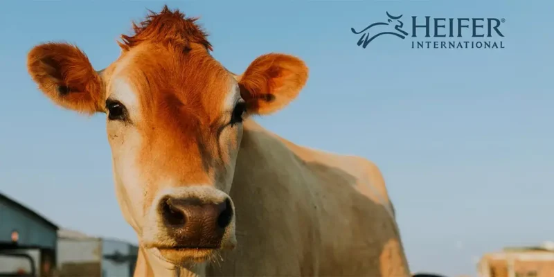Heifer International cow looking at the camera on a farm